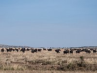 Wild Buffels
